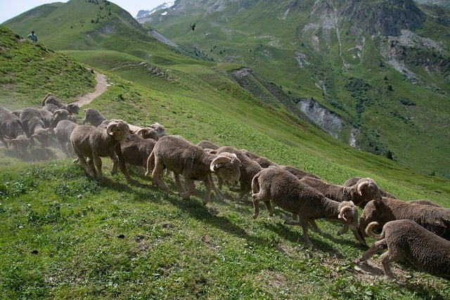 Free download sheep grazing animals french alps free picture to be edited with GIMP free online image editor