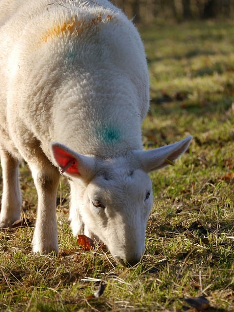 Free download sheep grazing live stock grass free picture to be edited with GIMP free online image editor