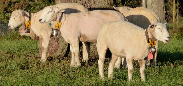 Free download Sheep Group Agriculture Morning -  free photo or picture to be edited with GIMP online image editor