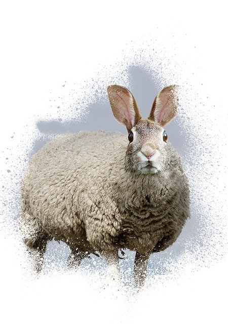 Téléchargement gratuit Sheep Hare Ears - illustration gratuite à éditer avec l'éditeur d'images en ligne gratuit GIMP