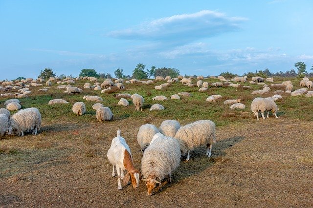 Free download Sheep Herd Heide -  free photo or picture to be edited with GIMP online image editor