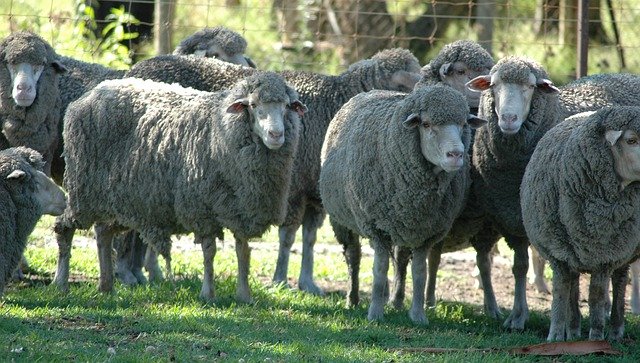 Free download Sheep Herd Livestock -  free photo or picture to be edited with GIMP online image editor