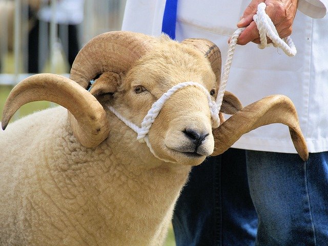 Free download Sheep Horns White free photo template to be edited with GIMP online image editor