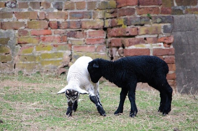 Free download Sheep Lamb Baby -  free photo or picture to be edited with GIMP online image editor