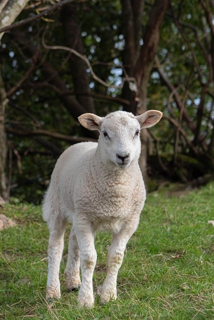 Free download sheep lamb livestock farm grass free picture to be edited with GIMP free online image editor