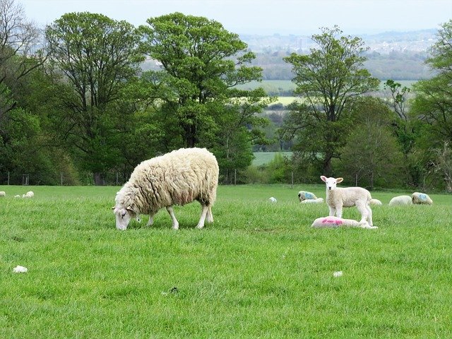 Free download Sheep Lamb Wool -  free photo or picture to be edited with GIMP online image editor