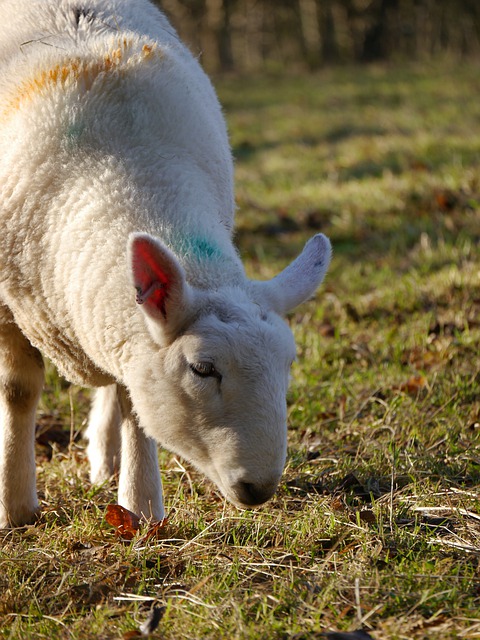 Free download sheep livestock graze grazing free picture to be edited with GIMP free online image editor