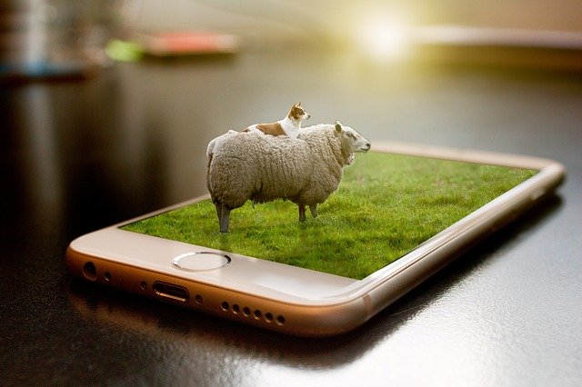 Free download Sheep Manipulation Grass free photo template to be edited with GIMP online image editor