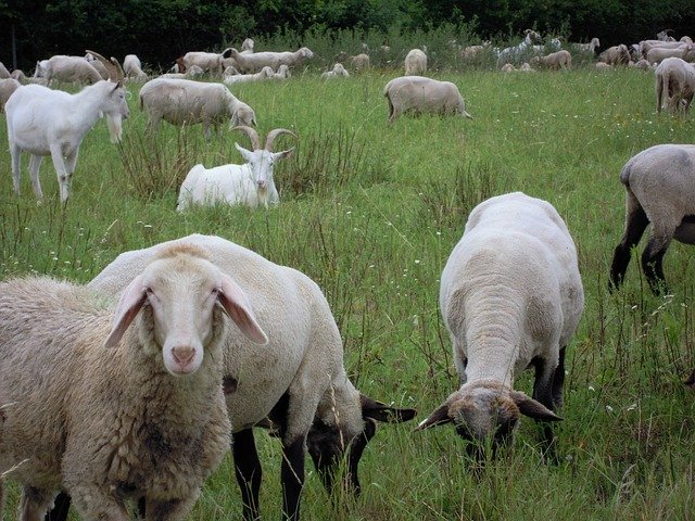 Free download Sheep Meadow Animals -  free photo or picture to be edited with GIMP online image editor