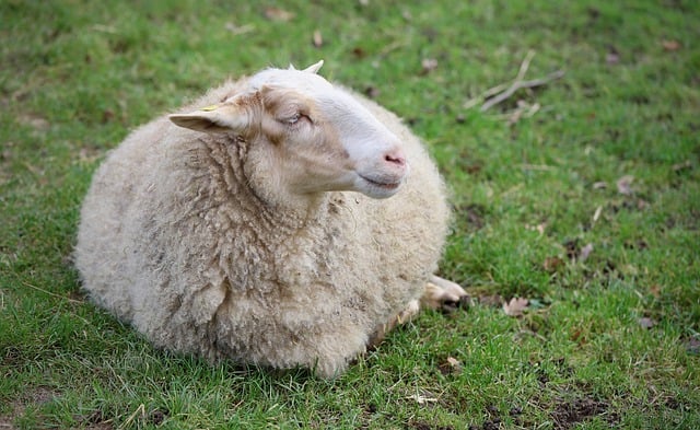 Free download sheep ruminant farm animal mammal free picture to be edited with GIMP free online image editor