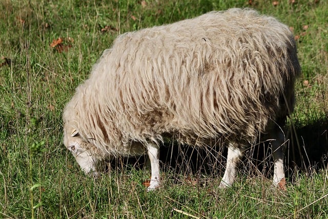 Free download sheep ruminant ungulate sheep wool free picture to be edited with GIMP free online image editor