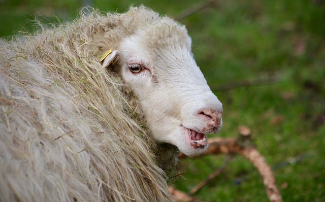 Free download sheep schafkopf ruminant chewing free picture to be edited with GIMP free online image editor