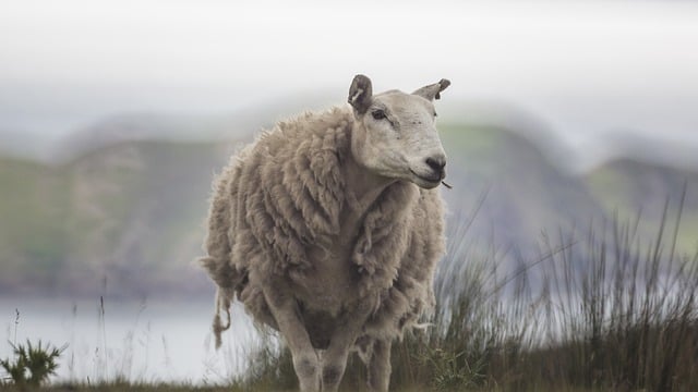 Free download sheep scotland nature livestock free picture to be edited with GIMP free online image editor