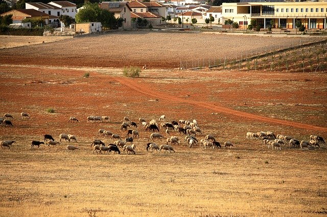 Free download Sheep Sheepfold Farm -  free photo or picture to be edited with GIMP online image editor