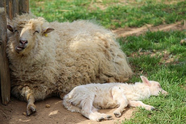 Free download Sheep Sleeping Animal It -  free photo or picture to be edited with GIMP online image editor