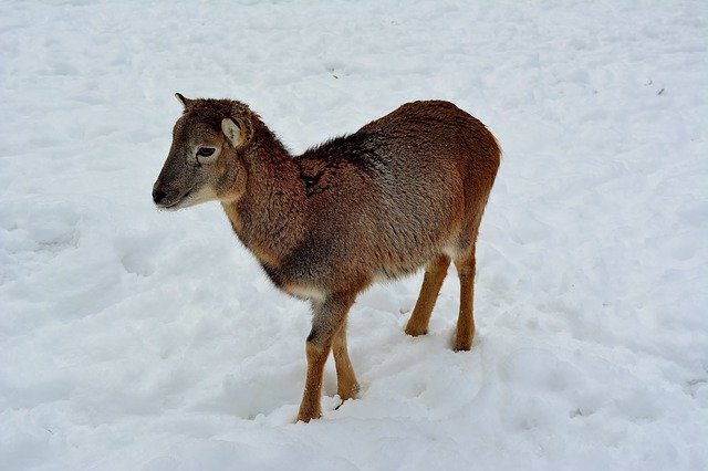 Free download Sheep Snow Winter -  free photo or picture to be edited with GIMP online image editor