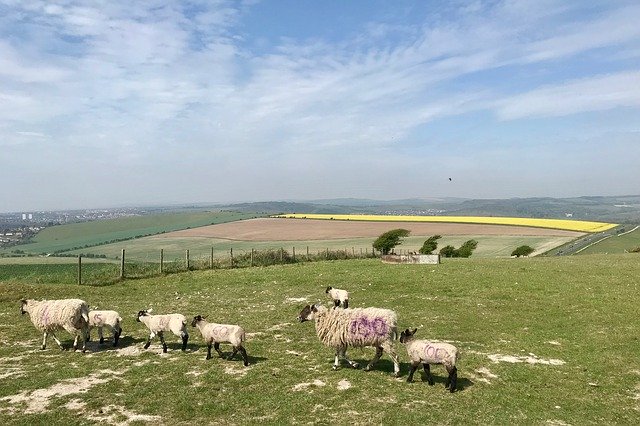 Free download Sheep South Downs Outdoors -  free photo or picture to be edited with GIMP online image editor