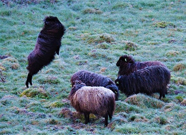 Free download Sheep Spring Meadow -  free photo or picture to be edited with GIMP online image editor