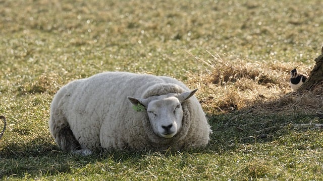 Free download sheep sun frozen pasture rest free picture to be edited with GIMP free online image editor