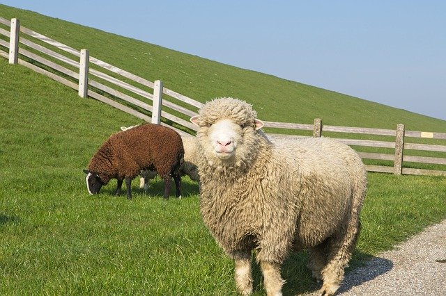 Téléchargement gratuit Sheep White Black - photo ou image gratuite à éditer avec l'éditeur d'images en ligne GIMP