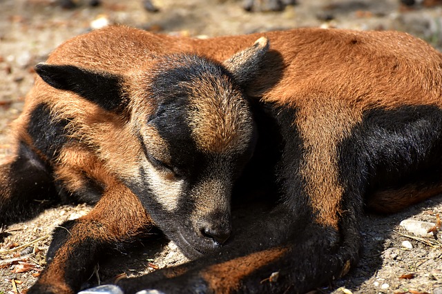 Free download sheep wildpark poing newborn cub free picture to be edited with GIMP free online image editor