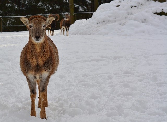 Free download Sheep Winter Nature -  free photo or picture to be edited with GIMP online image editor