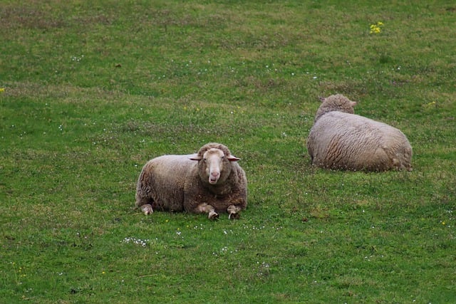 Free download sheep wool pasture meadow herd free picture to be edited with GIMP free online image editor