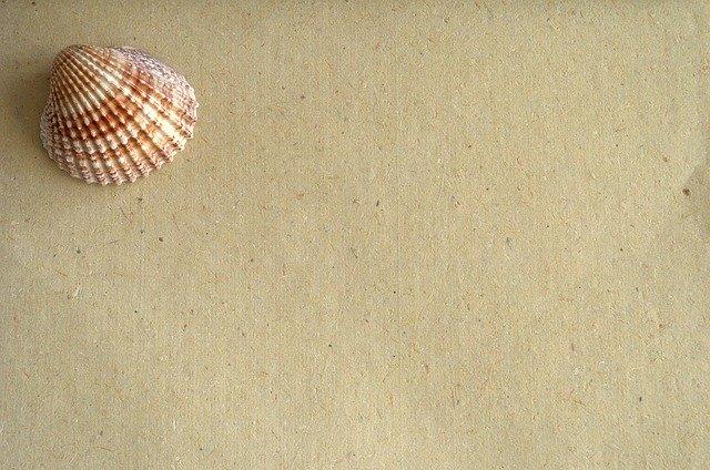 Free download Shell Paper Message -  free photo or picture to be edited with GIMP online image editor