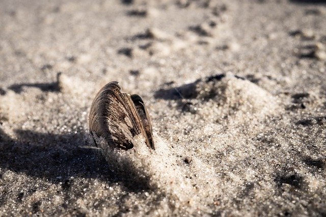 Free download Shell Sand Zingst -  free photo or picture to be edited with GIMP online image editor