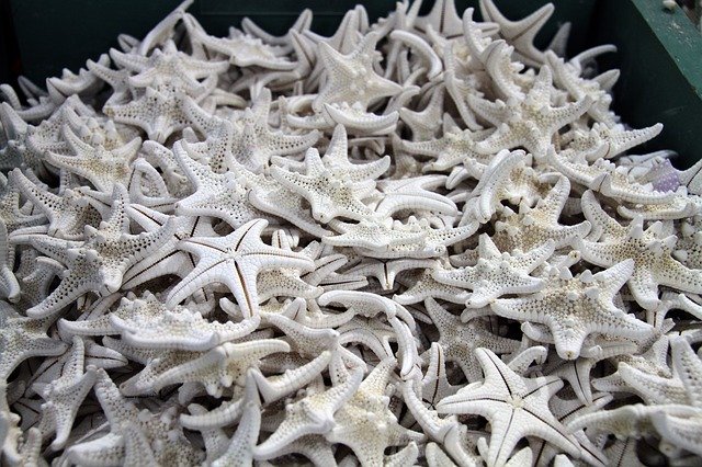 Free download Shells Ocean Starfish -  free photo or picture to be edited with GIMP online image editor