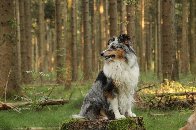 Free download Shelties Dogs Shetland Sheep -  free photo or picture to be edited with GIMP online image editor