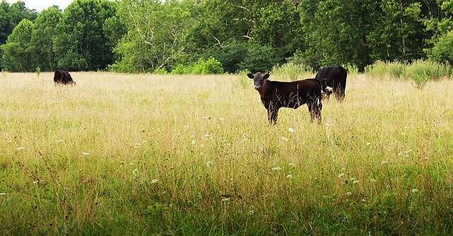 Free download Shenandoah Valley Virginia Black -  free photo or picture to be edited with GIMP online image editor