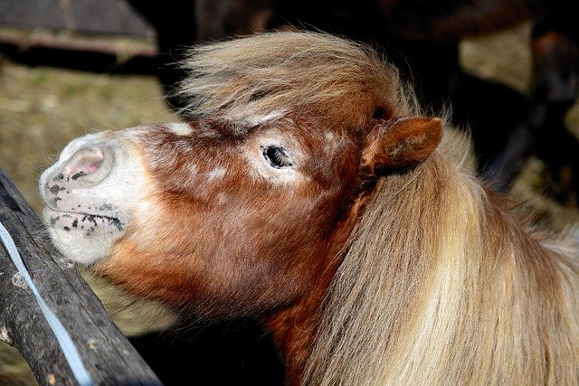 Free download Shetland Pony Small -  free photo or picture to be edited with GIMP online image editor