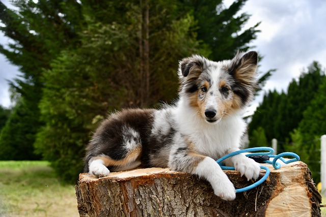 Free download shetland sheepdog dog pet canine free picture to be edited with GIMP free online image editor