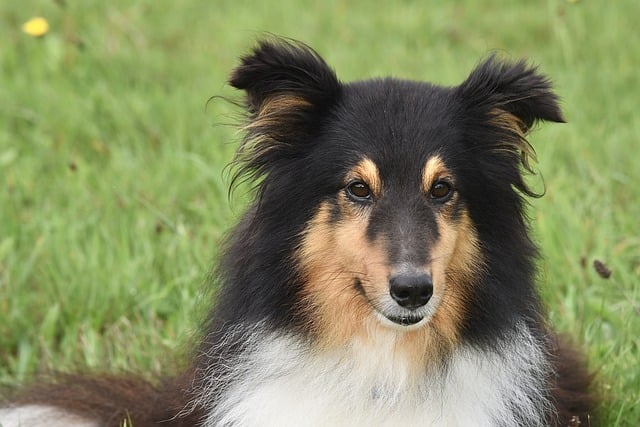 Free download shetland sheepdog sheltie dog free picture to be edited with GIMP free online image editor