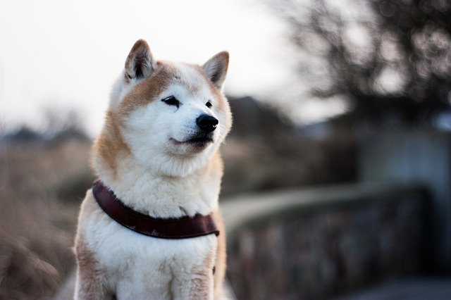 ดาวน์โหลดฟรี Shiba Inu Dog - รูปภาพหรือภาพฟรีที่จะแก้ไขด้วยโปรแกรมแก้ไขรูปภาพออนไลน์ GIMP