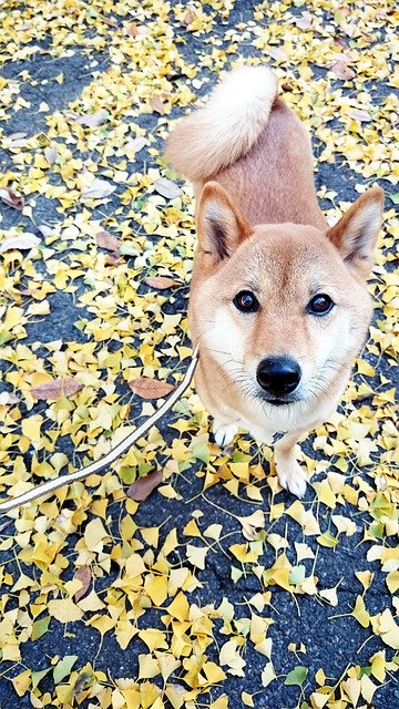 Free download Shiba Inu Ginkgo Biloba Autumn -  free photo or picture to be edited with GIMP online image editor