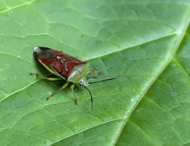 Free download Shield Bug Leaf Nature -  free photo or picture to be edited with GIMP online image editor