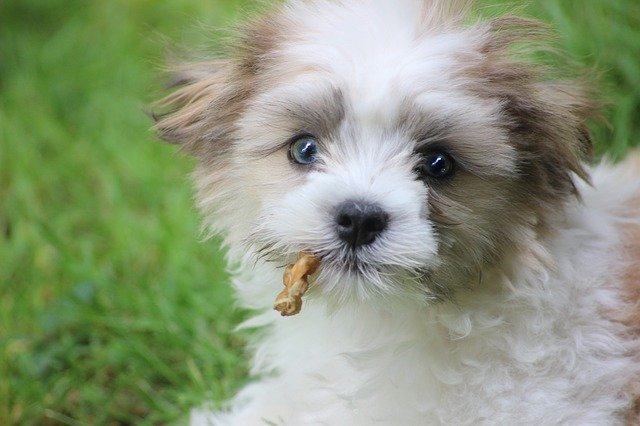 Free download Shih Tese Puppy Shihtese -  free photo or picture to be edited with GIMP online image editor