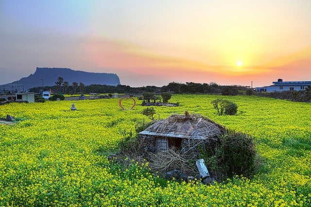 Free download Shiroyama Hiji Peak Jeju Island -  free photo or picture to be edited with GIMP online image editor