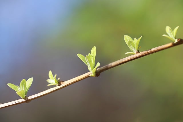 Free download shoots sprouted spring young leaves free picture to be edited with GIMP free online image editor