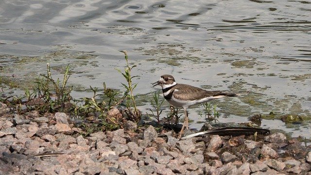 Free download Shorebirds Sandpiper Birds -  free photo or picture to be edited with GIMP online image editor