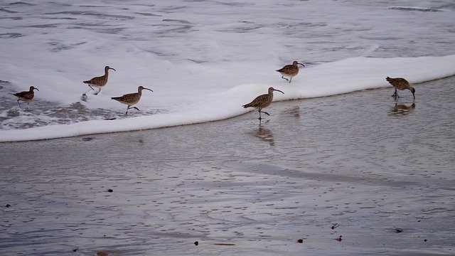 Free download Shorebird Wildlife Bird -  free photo or picture to be edited with GIMP online image editor