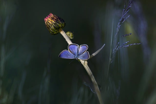 Free download short tailed blue insect butterfly free picture to be edited with GIMP free online image editor