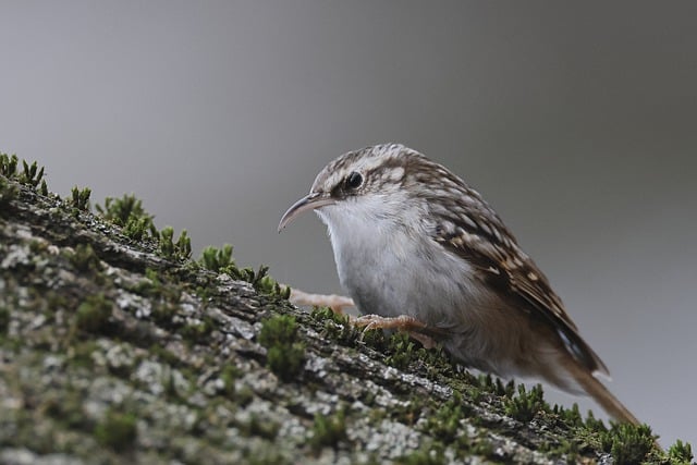 Free download short toed treecreeper bird bill free picture to be edited with GIMP free online image editor