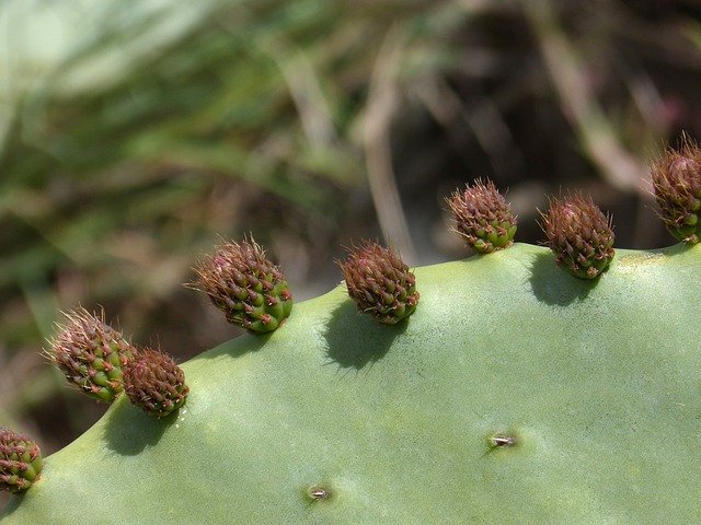 Free download Shovel Prickly Pear Cactus -  free photo or picture to be edited with GIMP online image editor