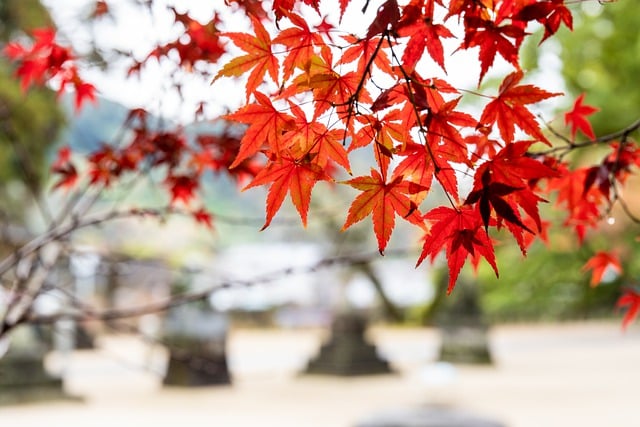 Free download shrine autumnal leaves maple plant free picture to be edited with GIMP free online image editor