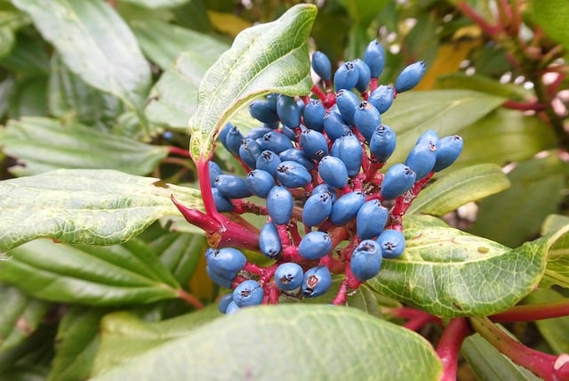 Free download shrub blueberries fruits bush free picture to be edited with GIMP free online image editor