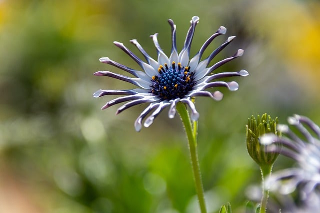 Free download shrubby daisybush flower plant free picture to be edited with GIMP free online image editor