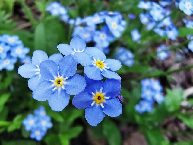 Free download shrub forget me not blue macro free picture to be edited with GIMP free online image editor